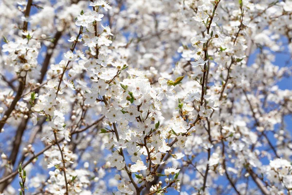 Cherry tree flowers, spring background — Stock Photo, Image
