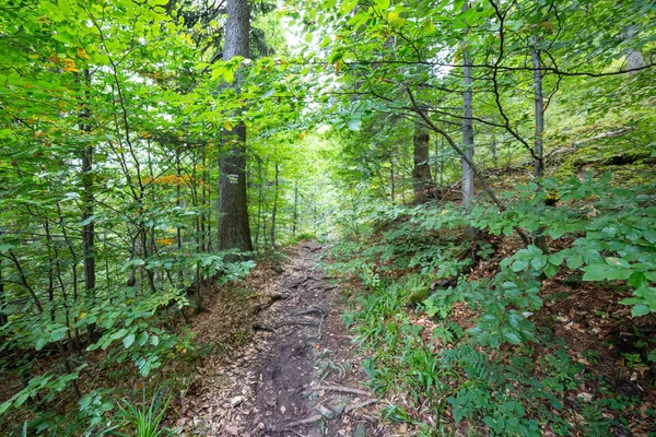 Trilha de caminhadas na floresta no verão — Fotografia de Stock