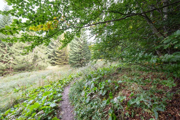 Sendero en el bosque en verano — Foto de Stock