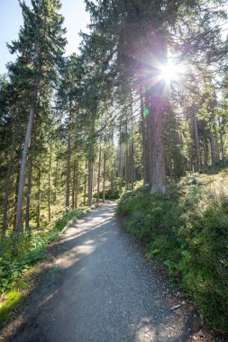 Path in Polish Beskid Mountains, hiking trail, summer lansdcape clipart