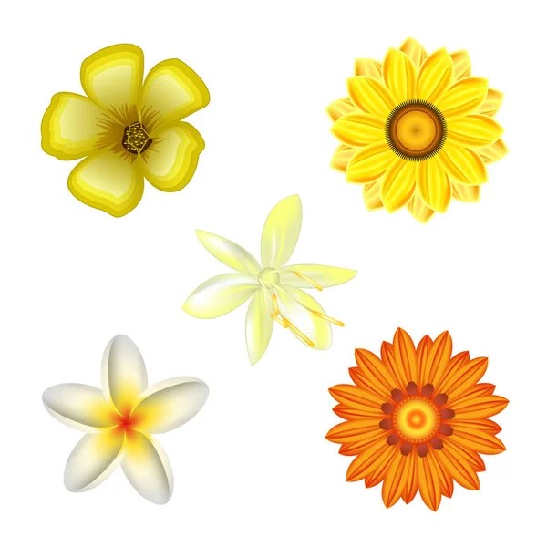 Set of flowers, vector — Stock Vector