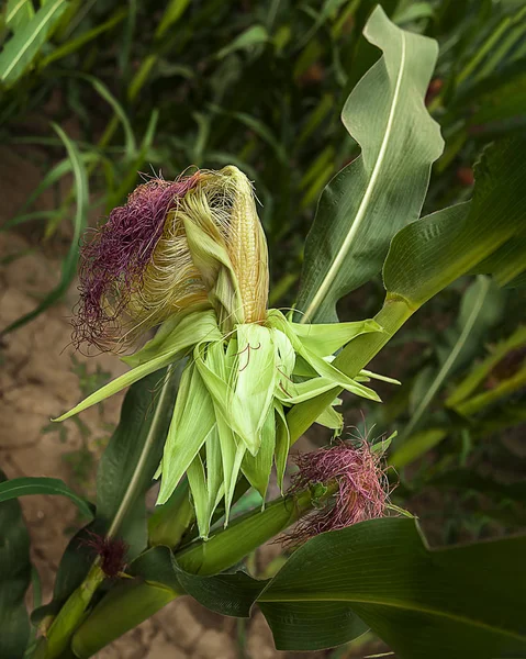 Närbild skott av rå majs på kolven fortfarande på stjälken med majs silke med blad — Stockfoto