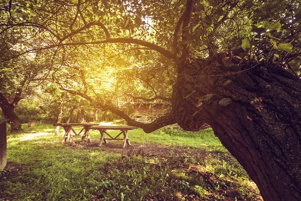 Eski ahşap, bank ve masa, ağaçların altında bir yer. — Stok fotoğraf