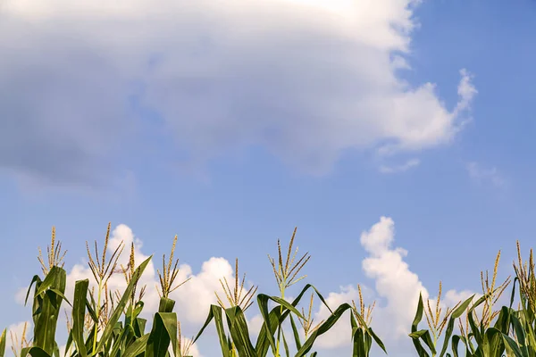 Ekologisk majs eller majs i majsfält på gård på azurblå himmel med vackra moln eller himmel. Odling och skörd på jordbruksmark i landet - Bild — Stockfoto