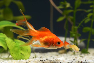 Goldfish akvaryum yakın çekim
