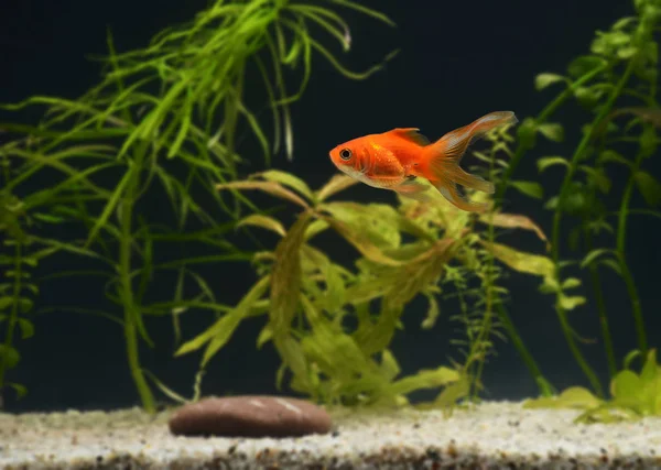 Guldfiskar Akvarium Närbild — Stockfoto