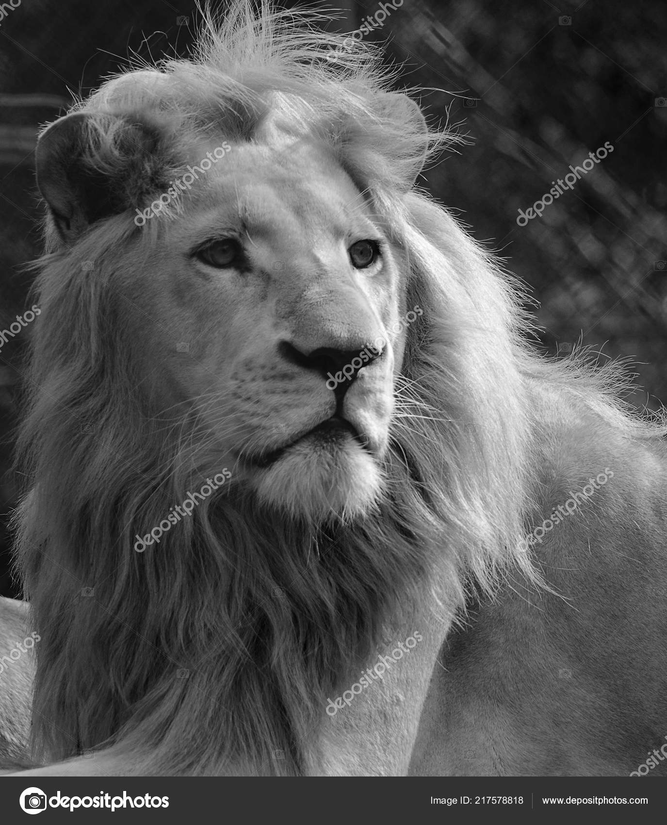 white lion face images