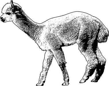 Alpaka kroki çizimi - vektör