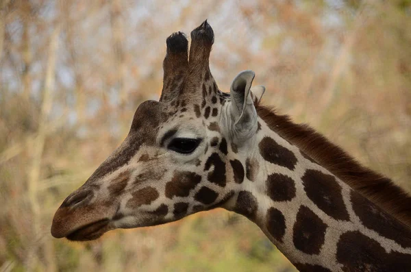 Girafffe Kapatmak Dikey — Stok fotoğraf