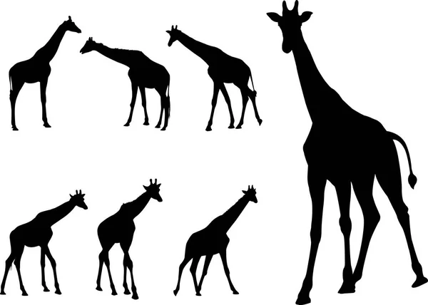 Giraffen Silhouetten Kollektion Vektor — Stockvektor