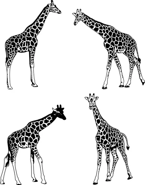 Žirafy Načrtnout Obrázek Set Vektorové — Stockový vektor