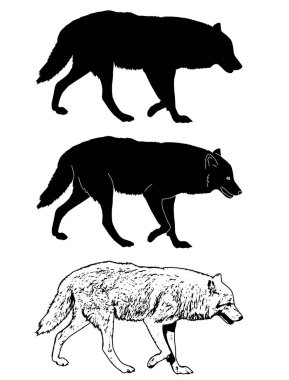 siluet kurt ve illüstrasyon kroki - vektör