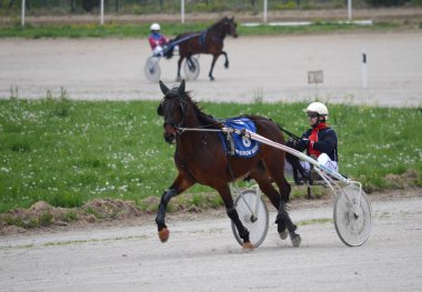 Warming up for Trotting Races at the Belgrade Hippodrome on April 14, 2019 in Belgrade, Serbia clipart