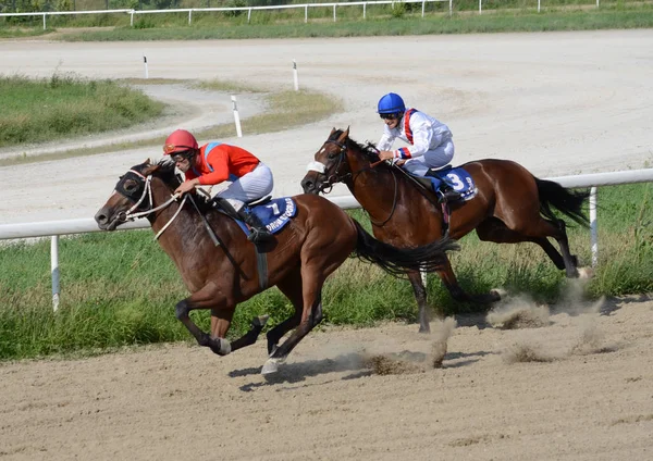 Cavalos Jóqueis Não Identificados Galopando Corrida Hipódromo Belgrado Julho 2019 — Fotografia de Stock