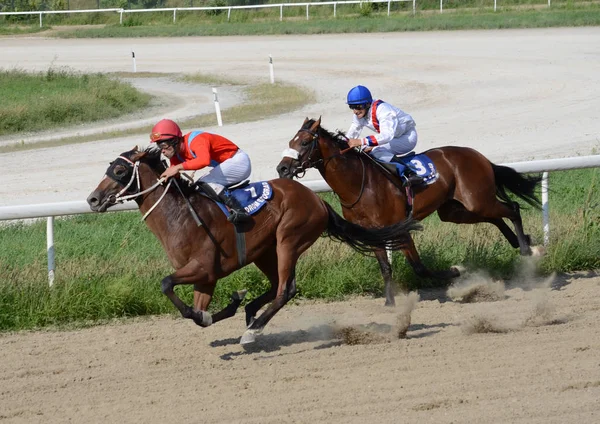 Caballos Jinetes Identificados Galopando Carrera Hipódromo Belgrado Julio 2019 Belgrado —  Fotos de Stock