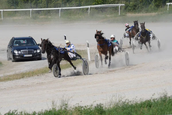 2019年7月14日 セルビア ベオグラードで行われたベオグラード ヒポドロームでのトロッティングレース — ストック写真