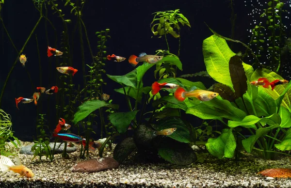 Süßwasseraquarium Mit Pflanzen Und Ausgefallenen Guppys — Stockfoto