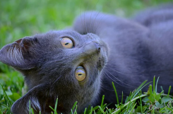 美しい子猫が横になって草の上にカメラを向けると — ストック写真
