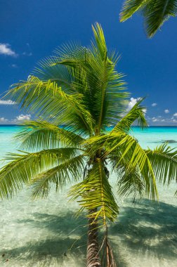 Cennet görünümü Rangiroa Atoll, Fransız Polinezyası