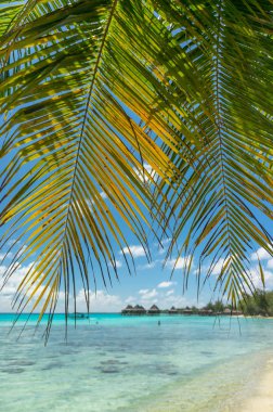 Cennet görünümü Rangiroa Atoll, Fransız Polinezyası