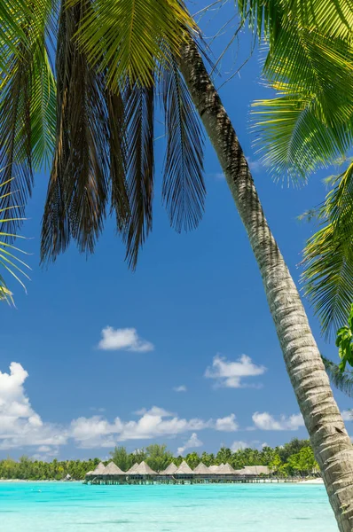 Vista Paradisiaca Dell Atollo Rangiroa Polinesia Francese Immagine Stock