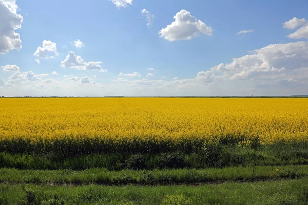 Yellow Rapeseed Flowering Fields Blue Sky — Stock Photo, Image