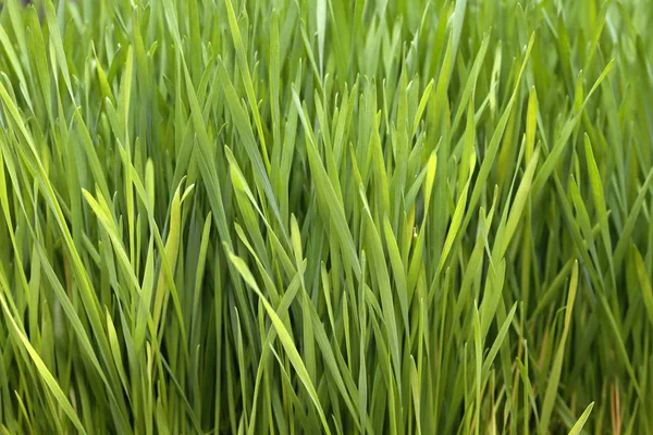 Taze Organik Buğday Çimi Hazır Hasat Için Yetiştirilen — Stok fotoğraf