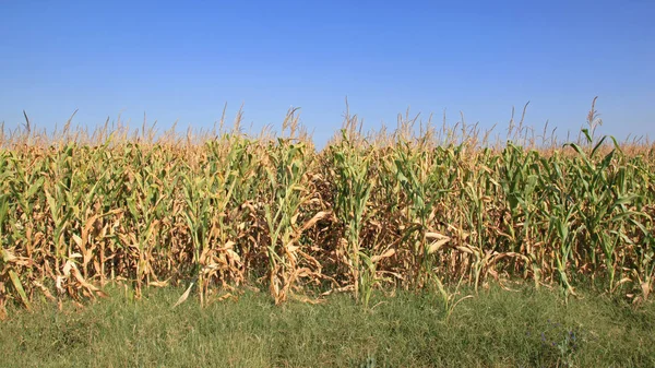 Kukorica Mező Kukorica Növények Kész Szüret — Stock Fotó