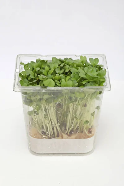 Fresh Edible Healthy Watercress Box — Stock Photo, Image