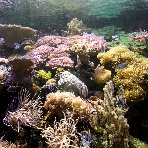 Тропический Коралловый Риф Аквариуме Морской Водой — стоковое фото