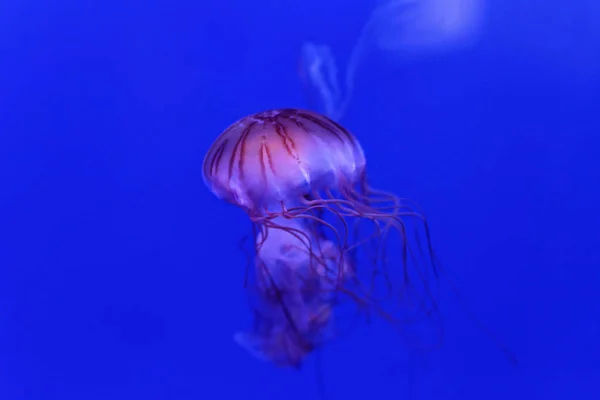 Pericolosa Medusa Strisce Viola Chrysaora Colorata — Foto Stock