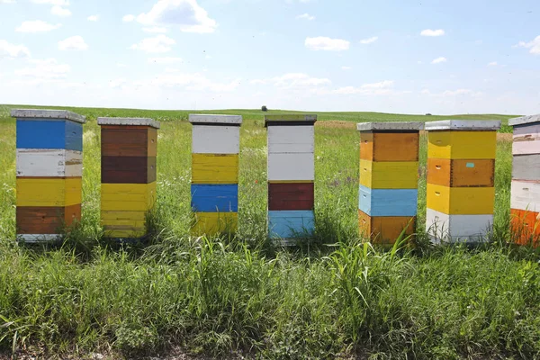 Drewniany Aktywnymi Pszczołami Miodnymi Polu — Zdjęcie stockowe