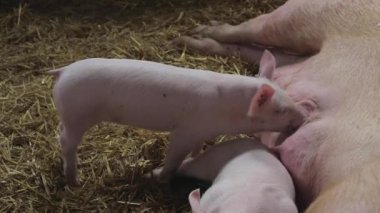 Aç Piglet domuz çiftliği'nde emme
