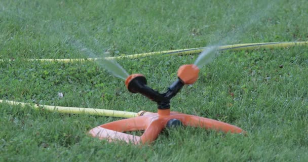 Vatten Sprinkler Svängar Gräs Trädgården — Stockvideo