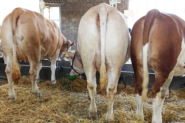 Pohled Zezadu Krav Bart Farmě — Stock fotografie