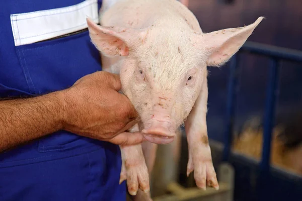 Schweinezüchter Hält Kleines Schwein Auf Bauernhof — Stockfoto