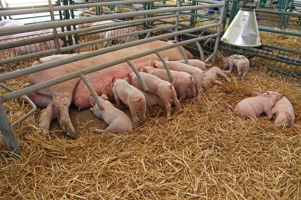 Porquinhos Famintos Que Chupam Porca Caneta Berçário Fazenda — Fotografia de Stock