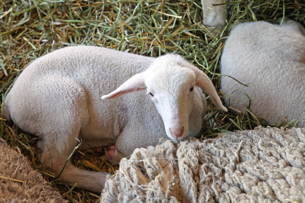 Small Baby Lamb in Pen at Farm