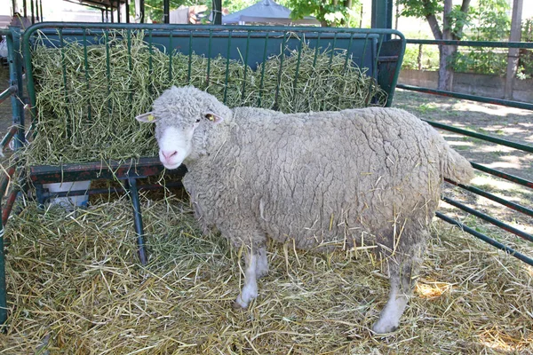 One Big Sheep in Pen at Animal Farm