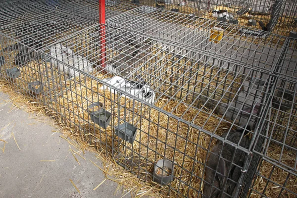 Lapins Dans Des Cages Métalliques Ferme Animale — Photo