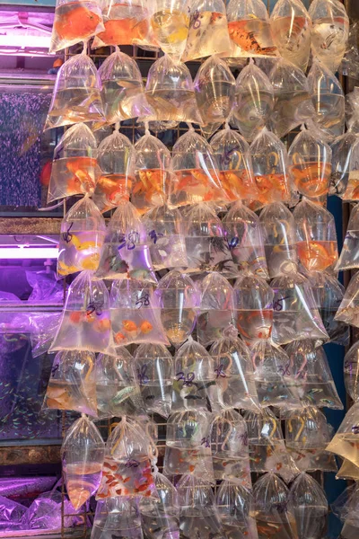 Alışveriş Hong Kong Goldfish Plastik Torbalarda Evde Beslenen Hayvan — Stok fotoğraf