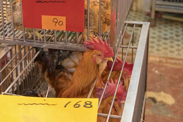 Live Chickens in Cages at Poultry Shop at Local Market in China