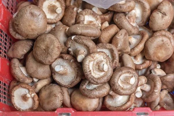 Verse Eetbare Bruine Champignons Krat Markt — Stockfoto