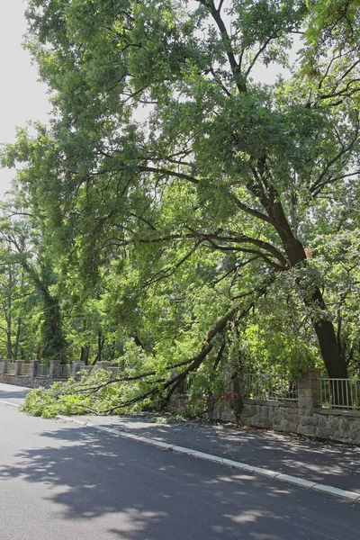 Bir Rüzgar Fırtına Sonra Kırık Ağaç Dalı — Stok fotoğraf