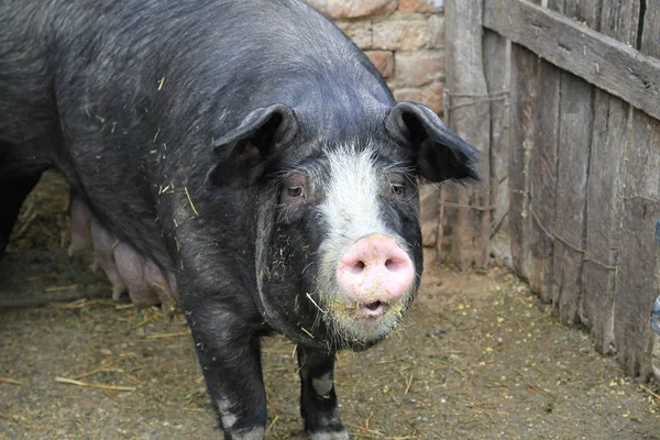 Big black domestic pig in pen at farm