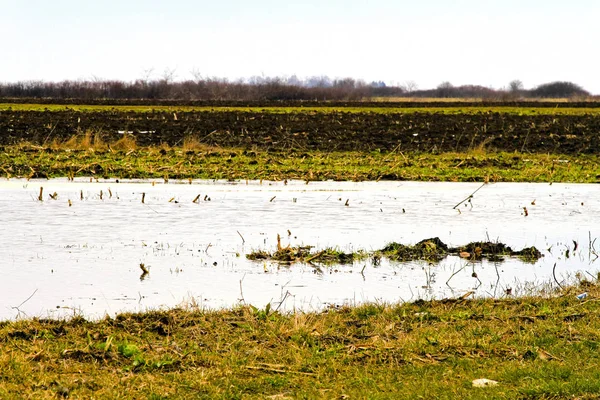 Vatten Mitten Översvämmade Jordbruk Gröda — Stockfoto