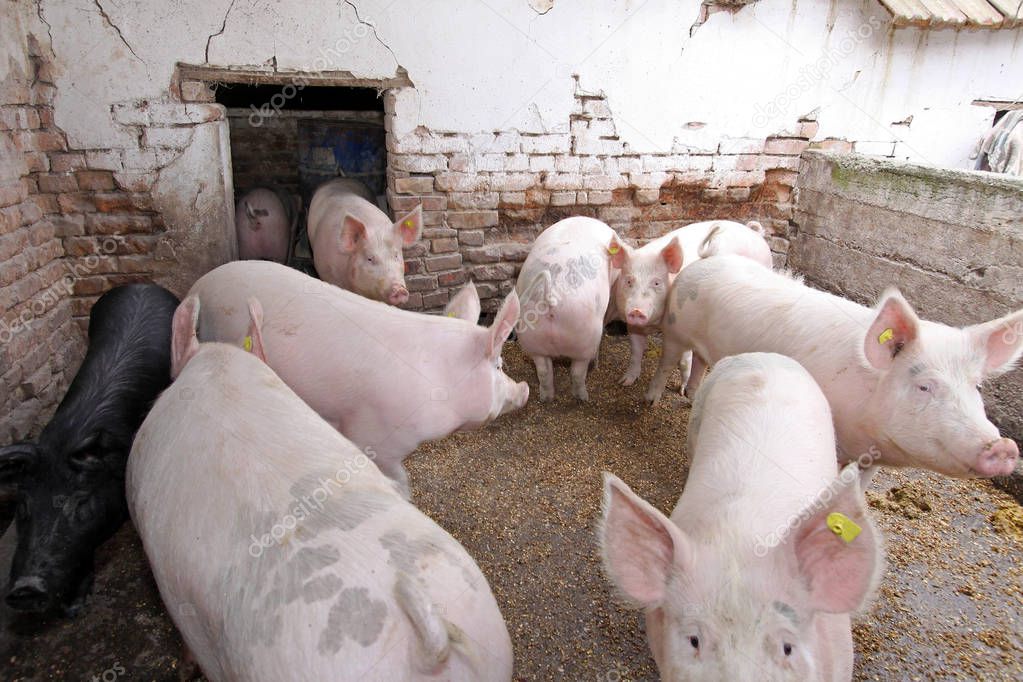Several domestic pigs in pen at farm