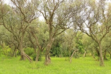 Cres Adası Hırvatistan plantasyonunda zeytin ağaçları