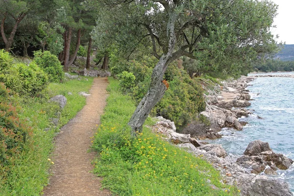 Island Hiking Trail Pad Langs Adriatische Zee — Stockfoto