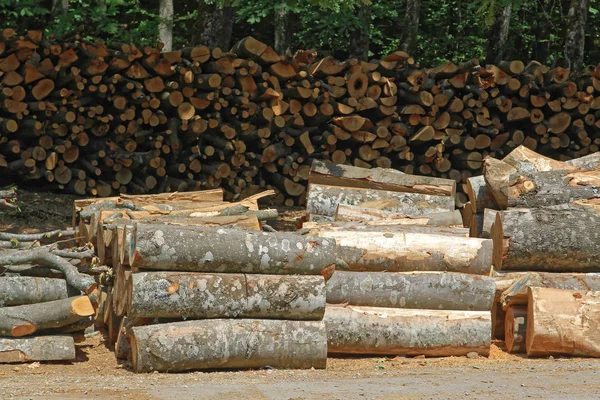 Firewood Logs Stacked Prepared Winter — Stock Photo, Image